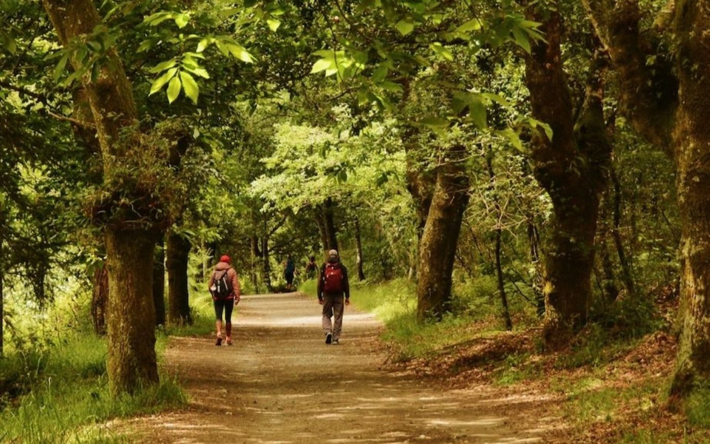 Peregrinos caminando entre robles en Galicia