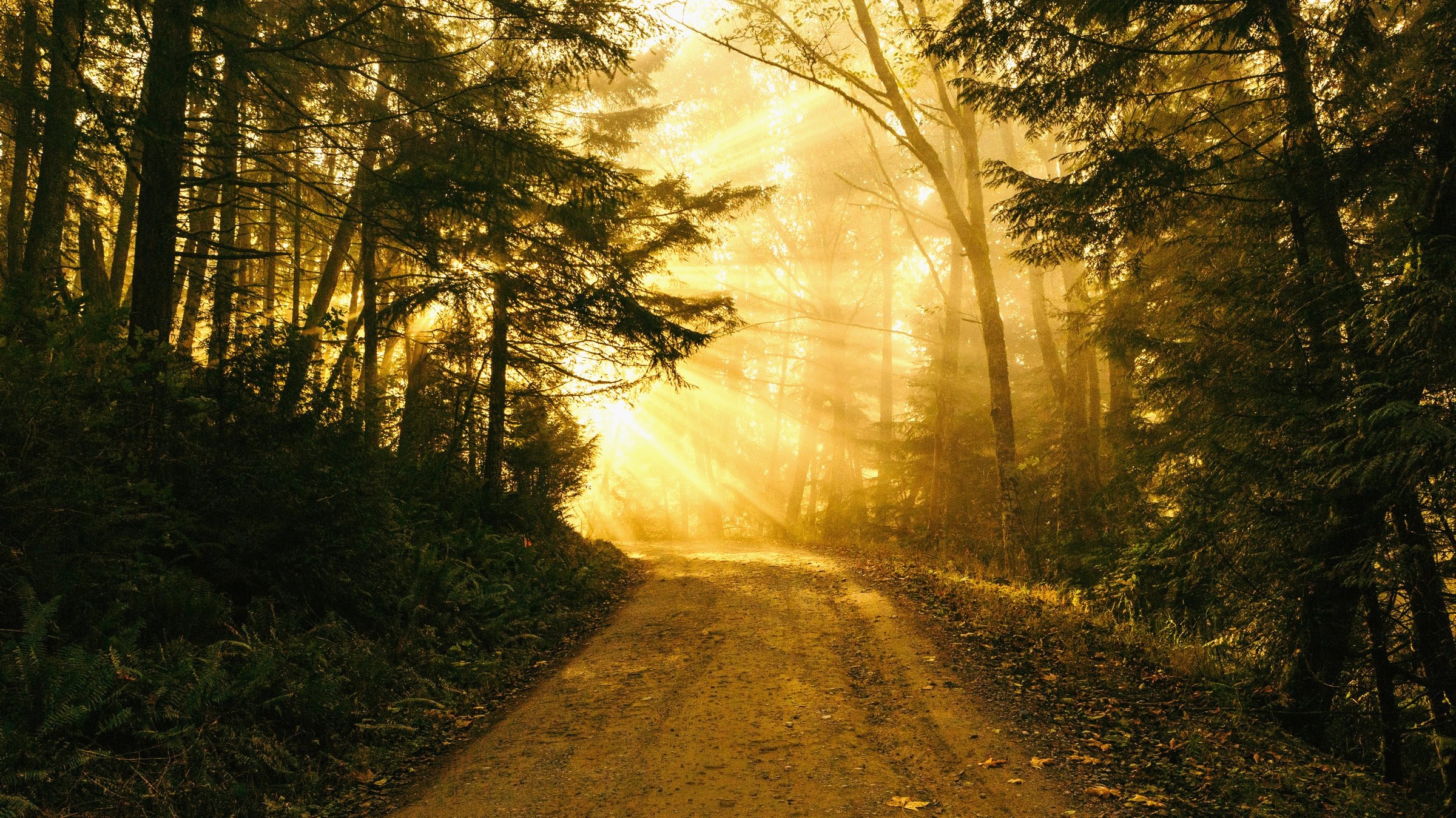 Sendero de bosque al amanecer